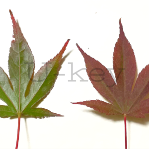野村モミジ