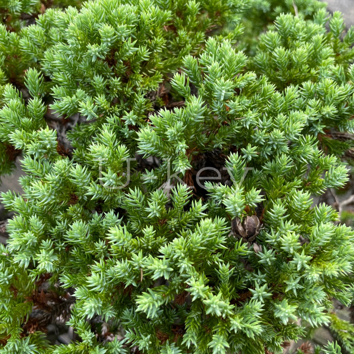 Hai-Byakushin,Juniperus chinensis var. procumbens