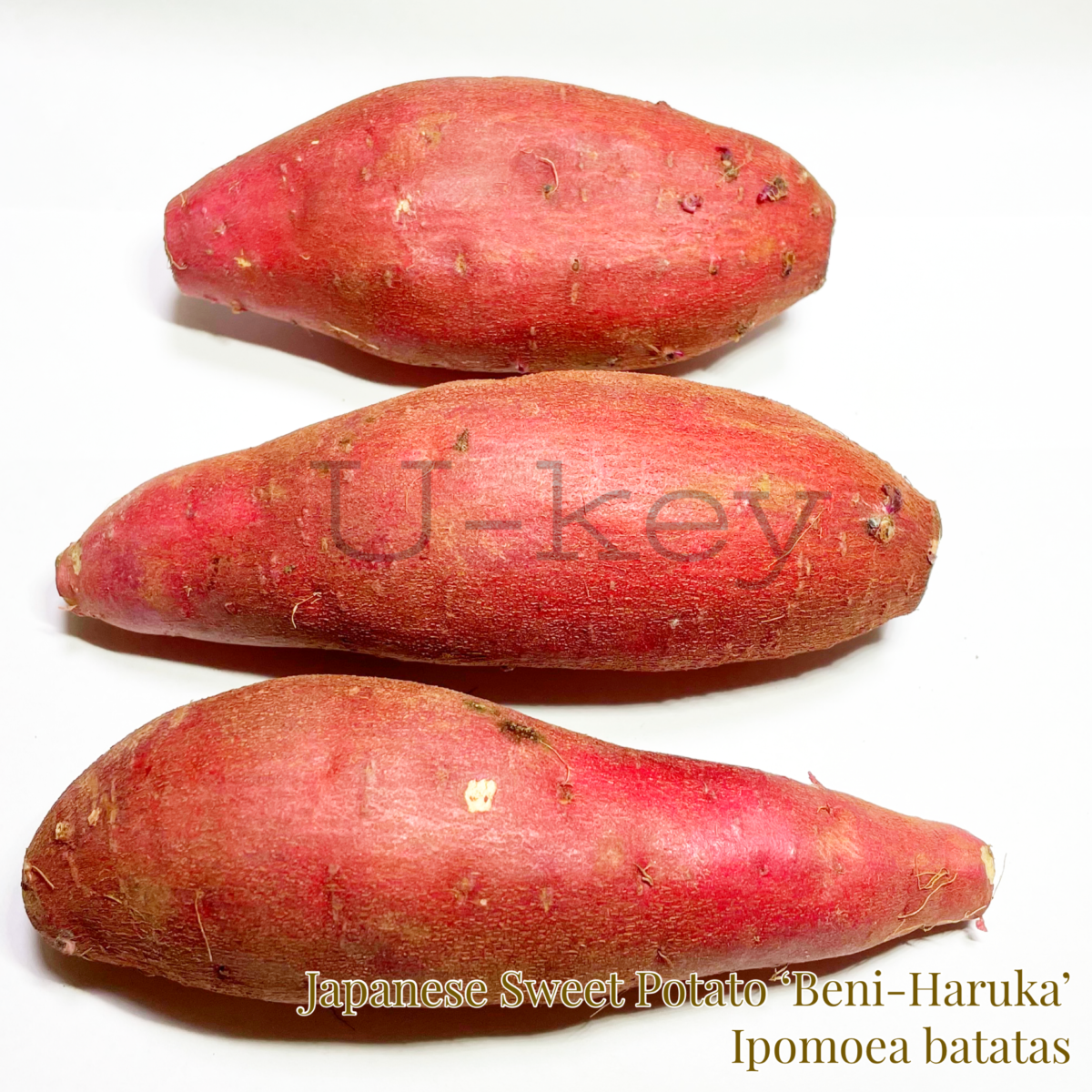 ‘Beni Haruka’-Japanese Sweet Potato,Ipomoea batatas