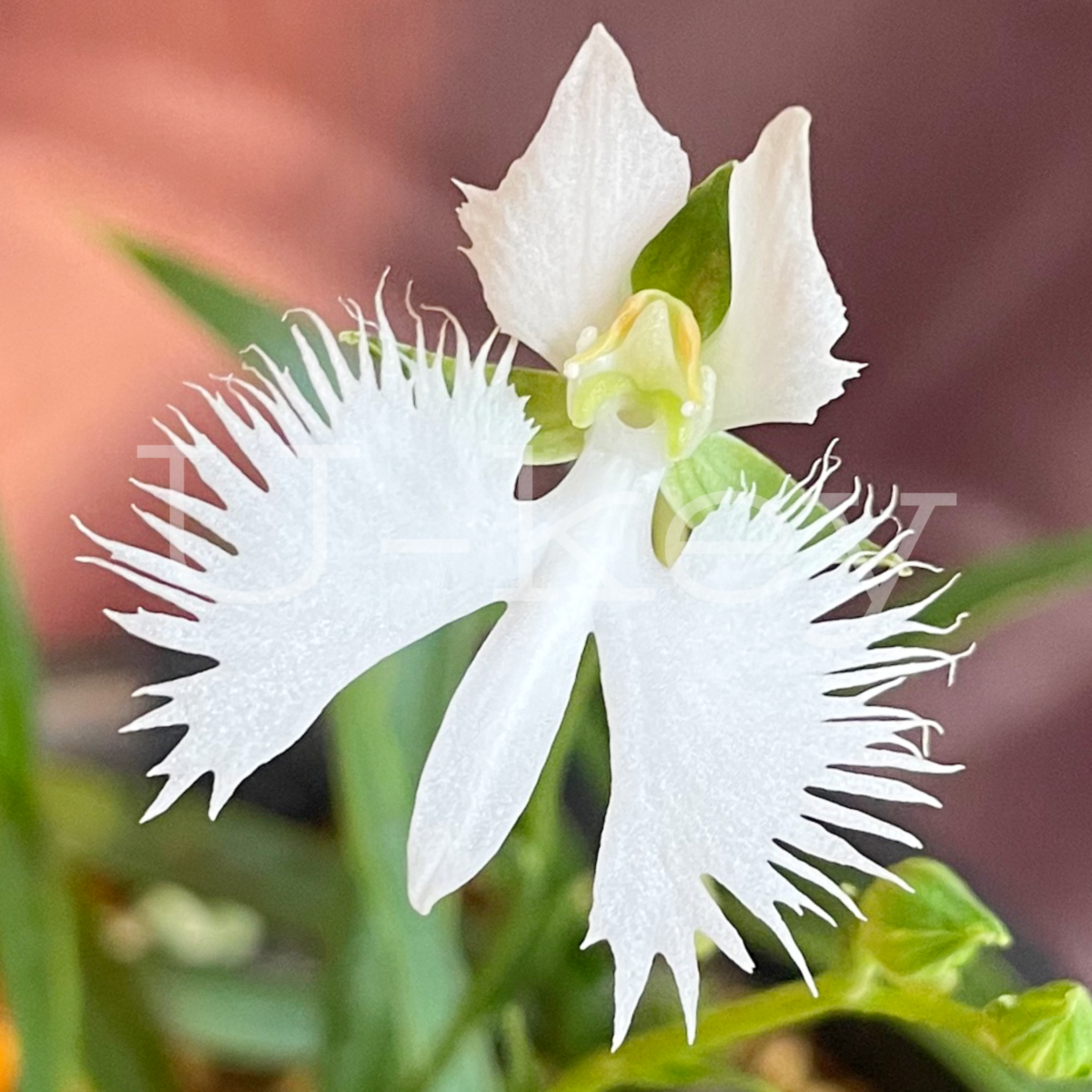 Sagi-Orchid ‘Kinsei’, Pecteilis radiata