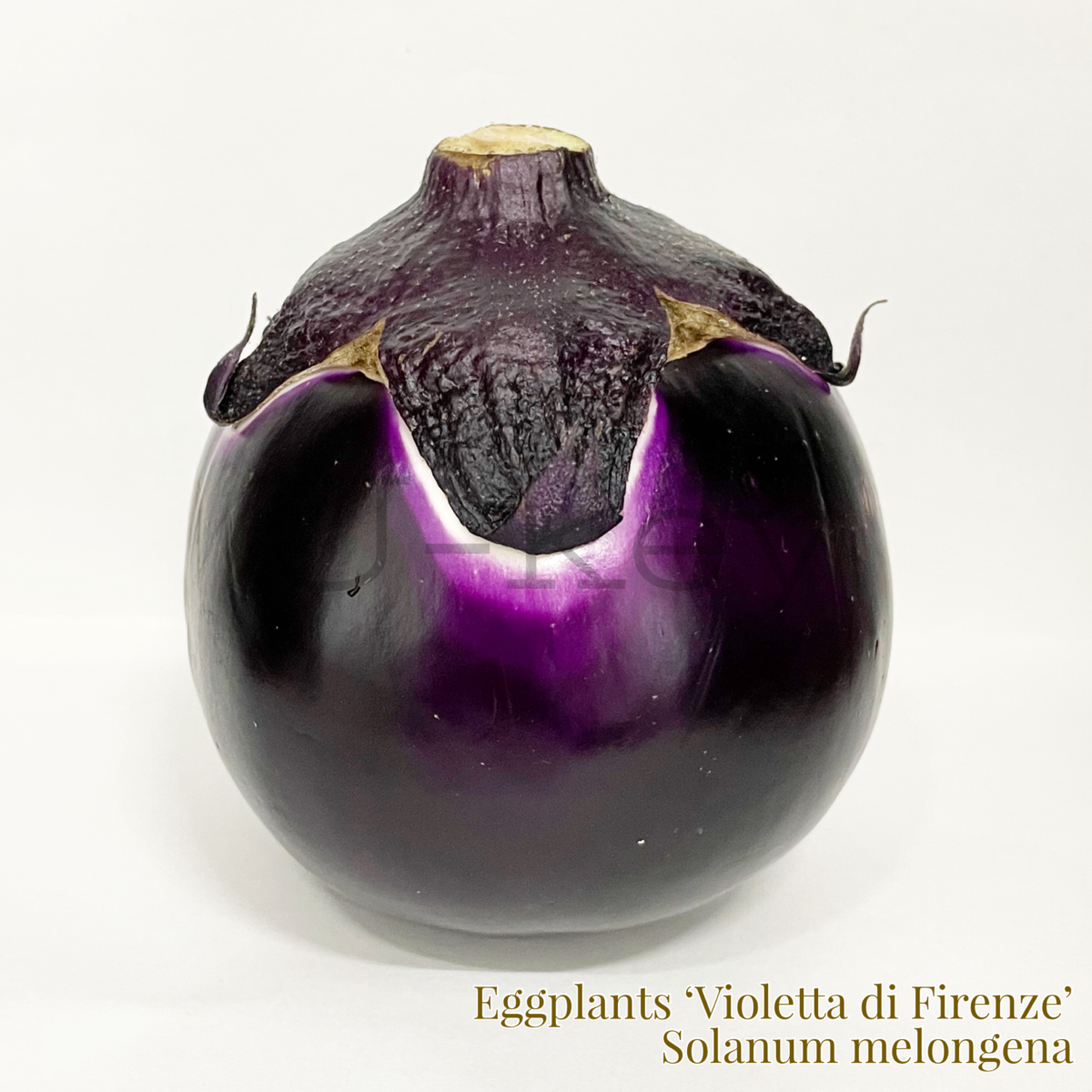 Eggplants ‘Violetta di Firenze’,Solanum melongena