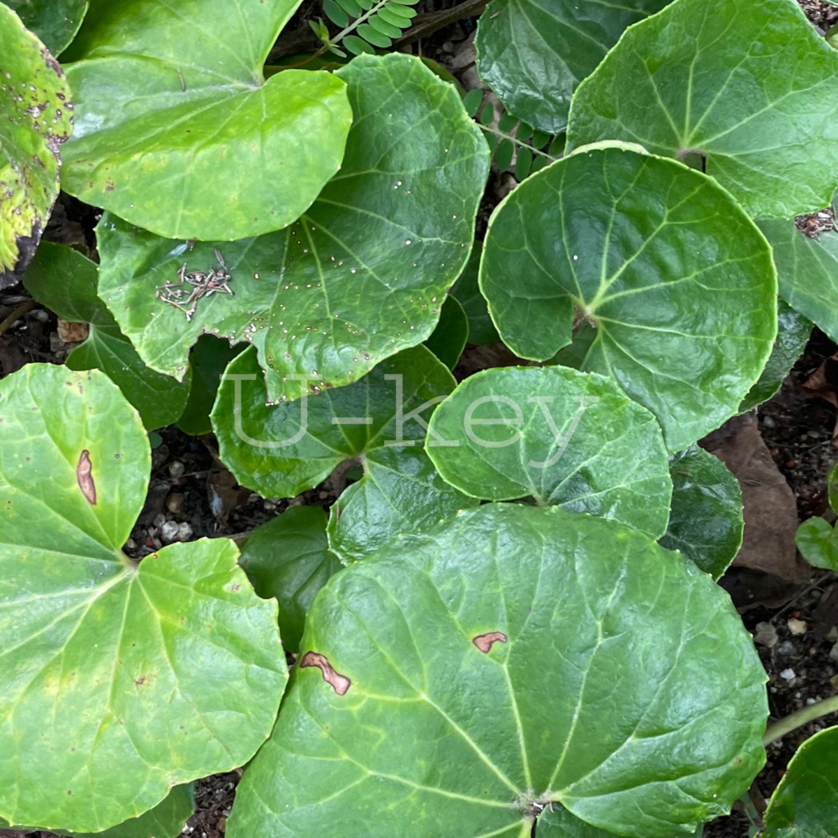 Tsuwabuki,Farfugium japonicum