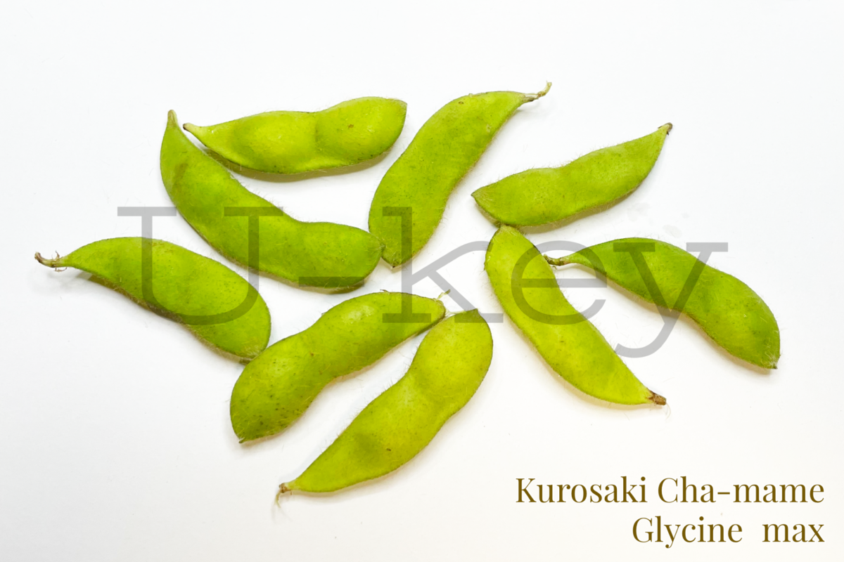 Edamame ‘Kurosaki Cha-mame’,Glycine max