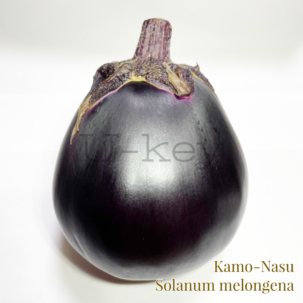 Kamo Nasu-Kyoto Traditional Eggplants,Solanum melongena