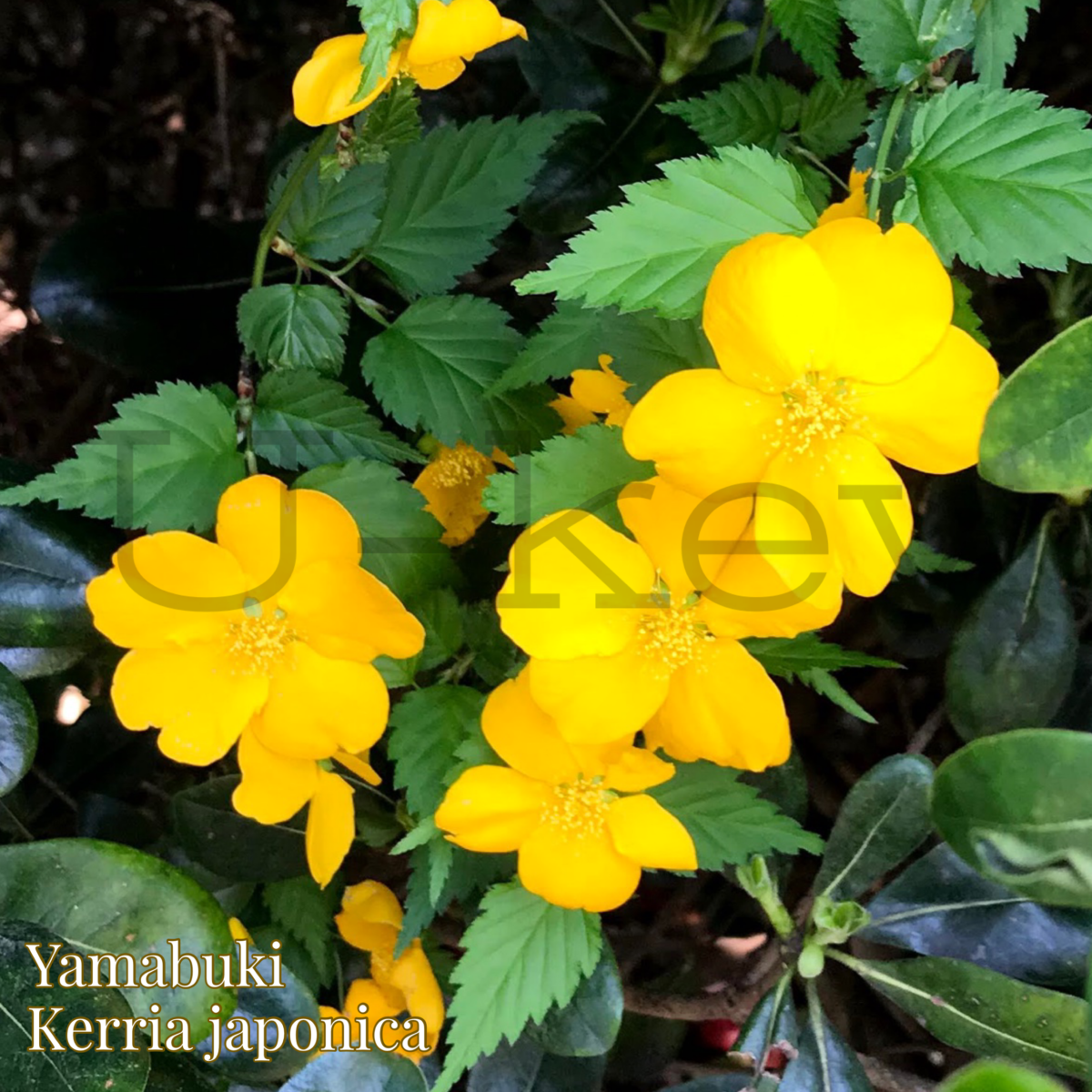 Yamabuki,Kerria japonica