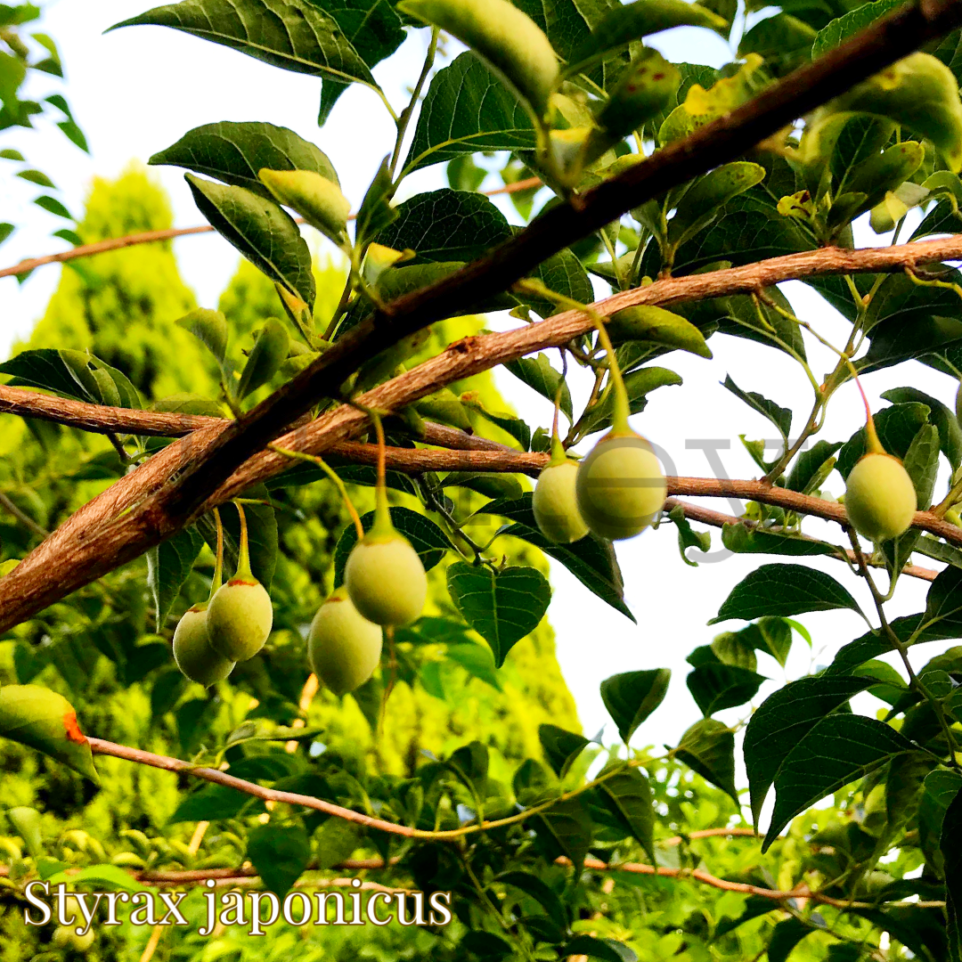 Egonoki,Ego-Tree,Styrax japonicus