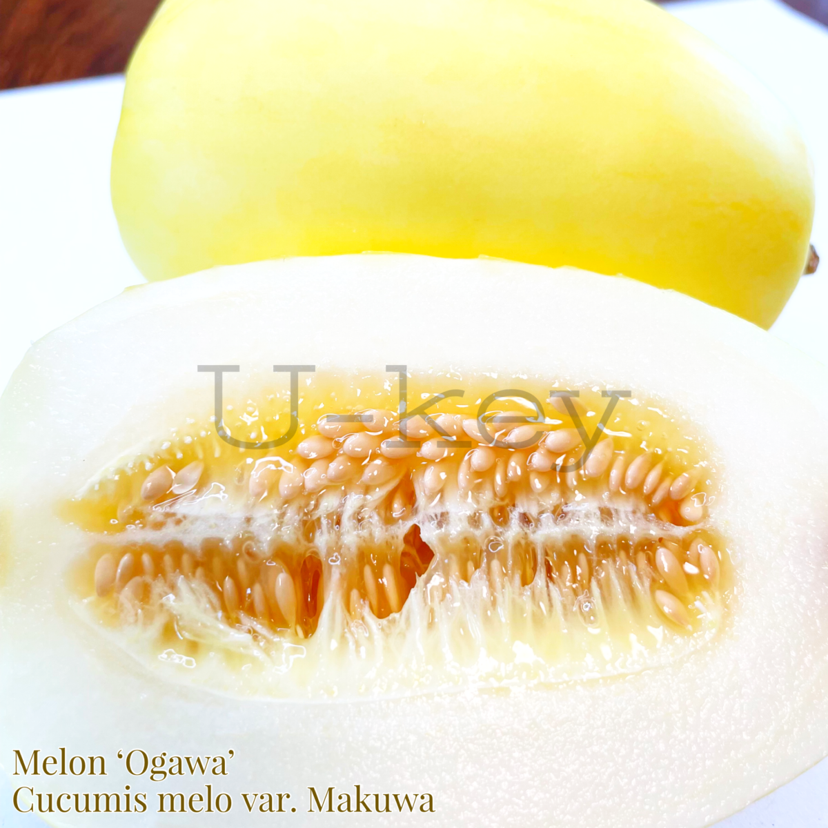 Makuwa Melo ‘Ogawa’,Cucumis melo var. makuwa