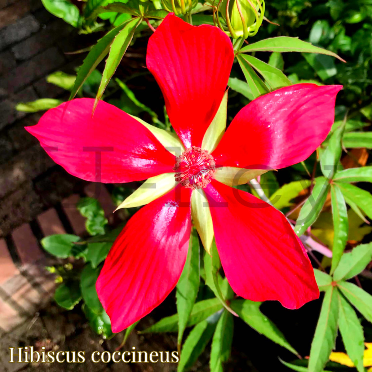 Momiji-Aoi,Hibiscus coccineus