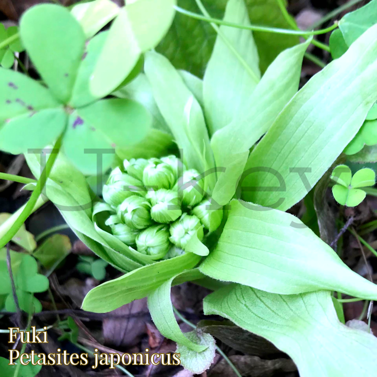 Yama Fuki,Petasites japonicus