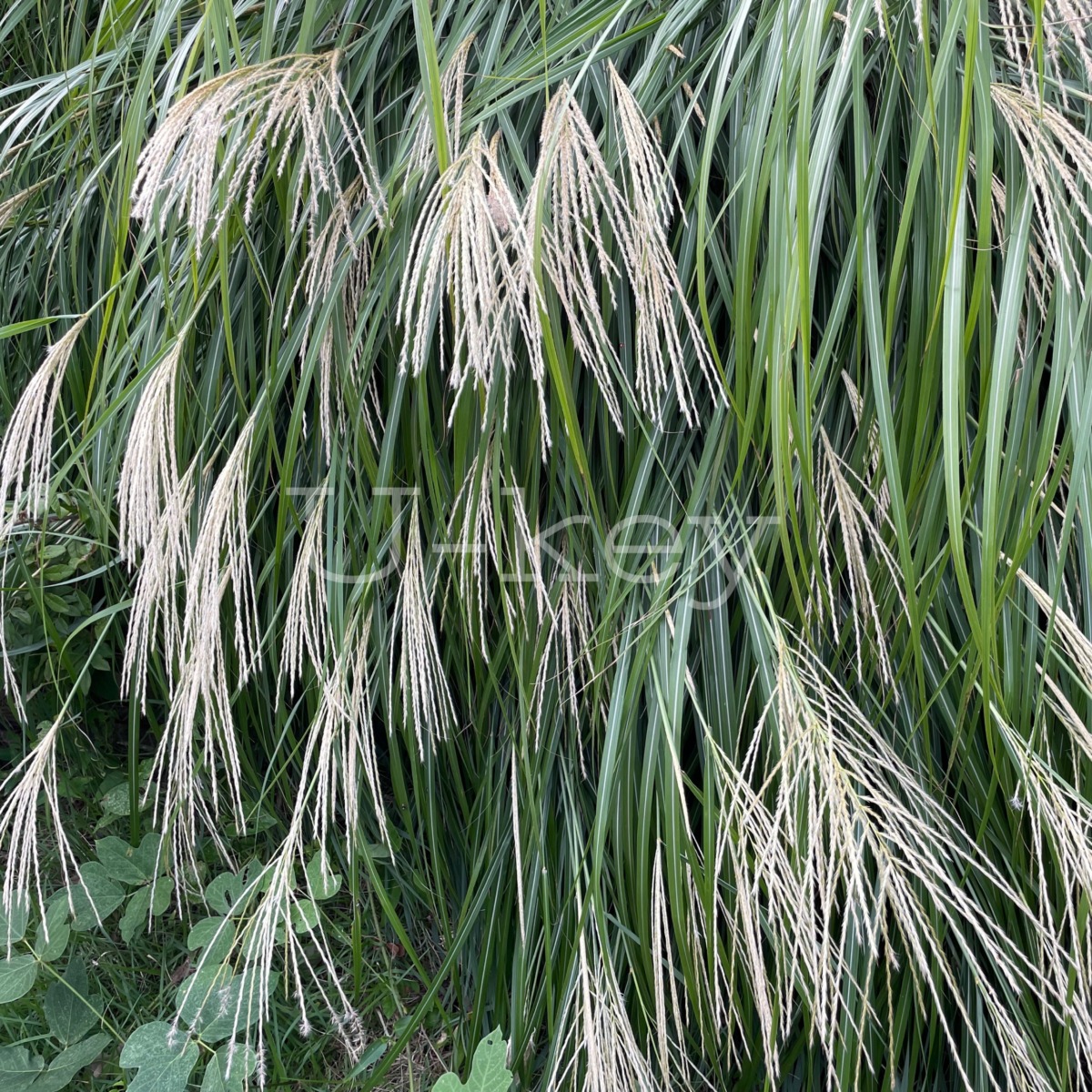 Susuki,Miscanthus sinensis