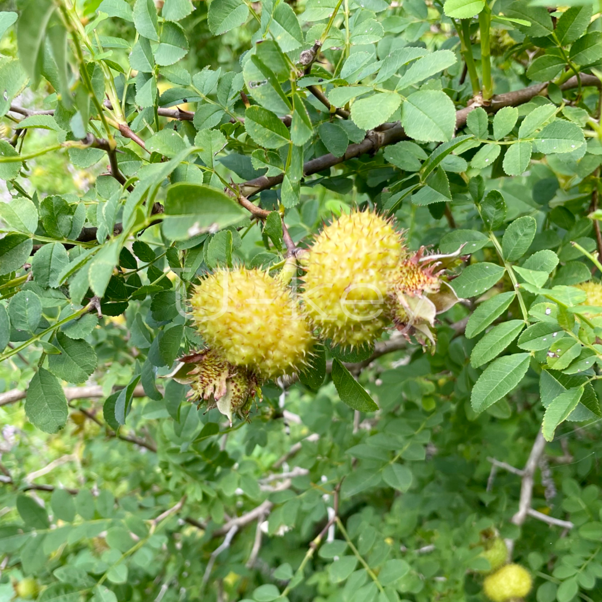 Hime-Sansyoibara,Rosa roxburghii