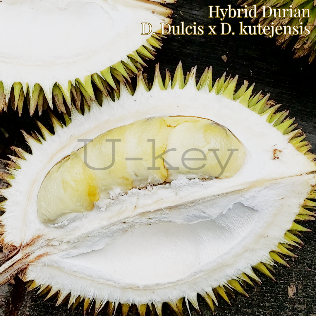 Hybrid Durian,Durio dulcis x Durio kutejensis