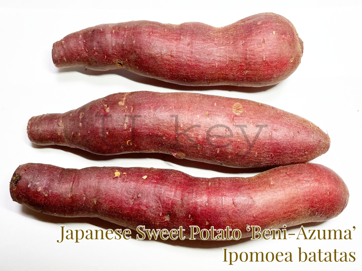 ‘Beni Azuma’-Japanese Sweet Potato,Ipomoiea batatas