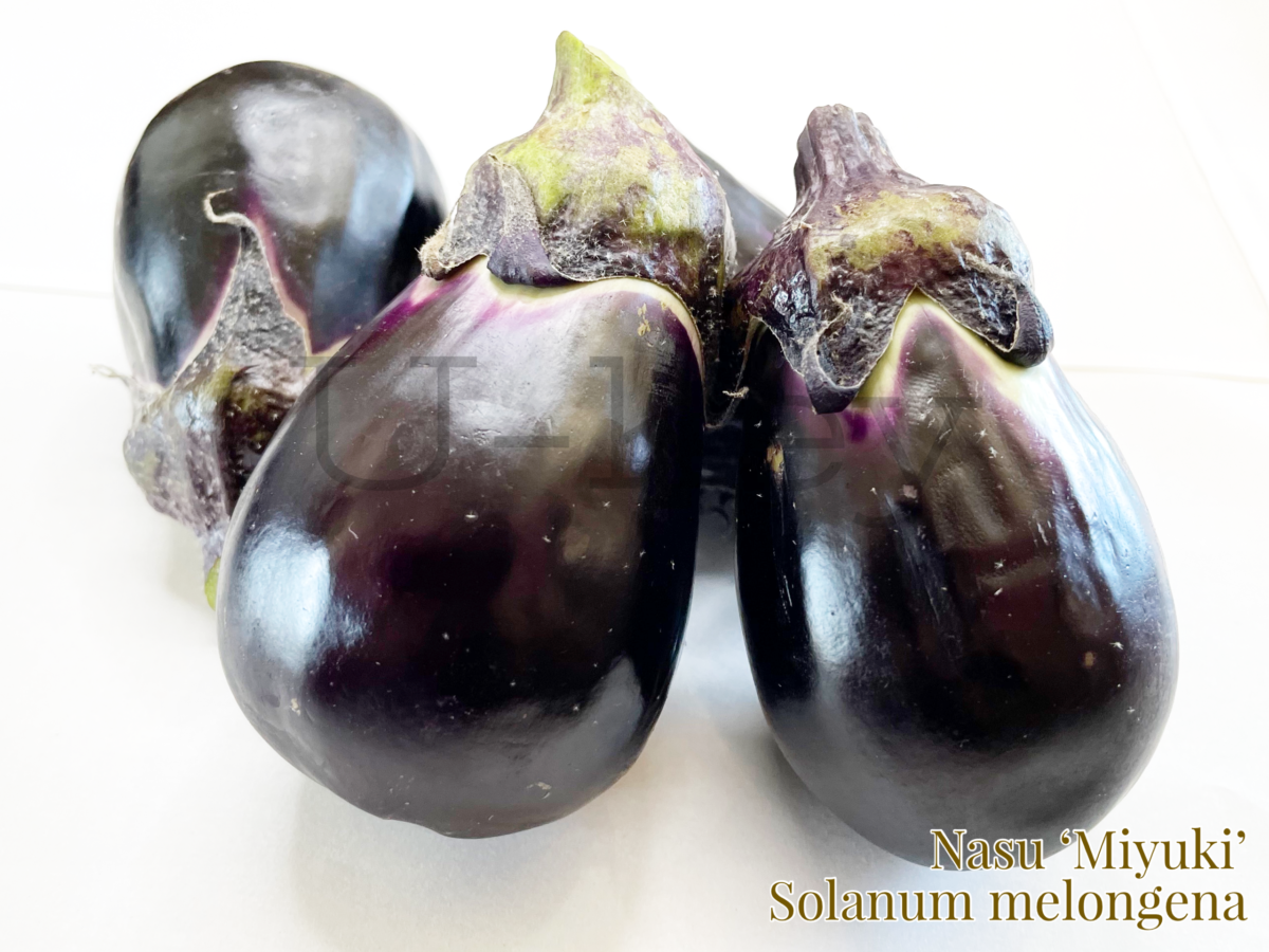 Nasu ‘Miyuki’,Solanum melongena