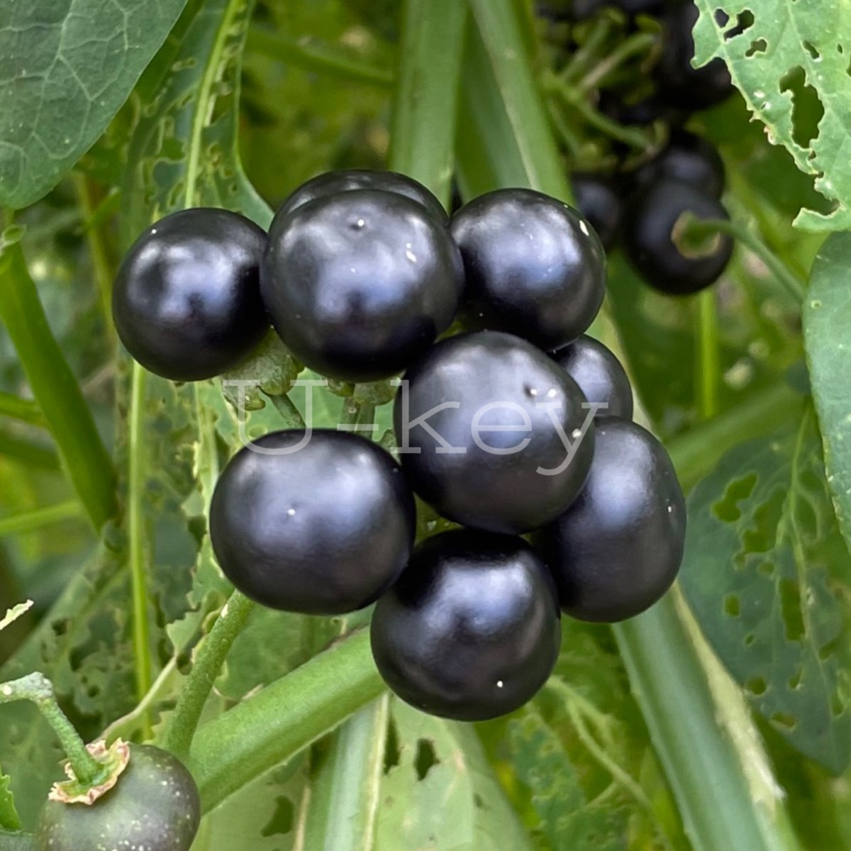 Garden Hackle Berry,Solanum melanocerasum