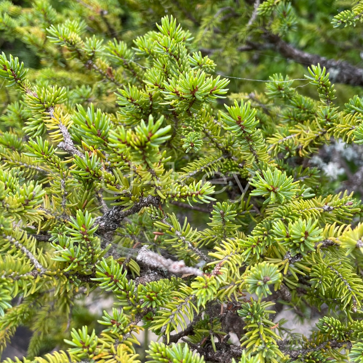 Ezo-Matsu,Picea jezoensis