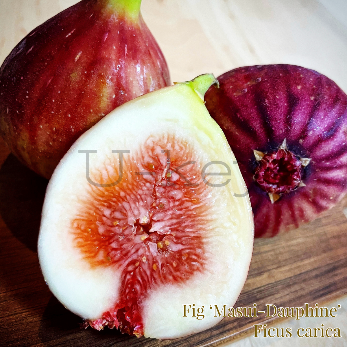 Fig ‘Masui-Dauphine‘,Ficus carica