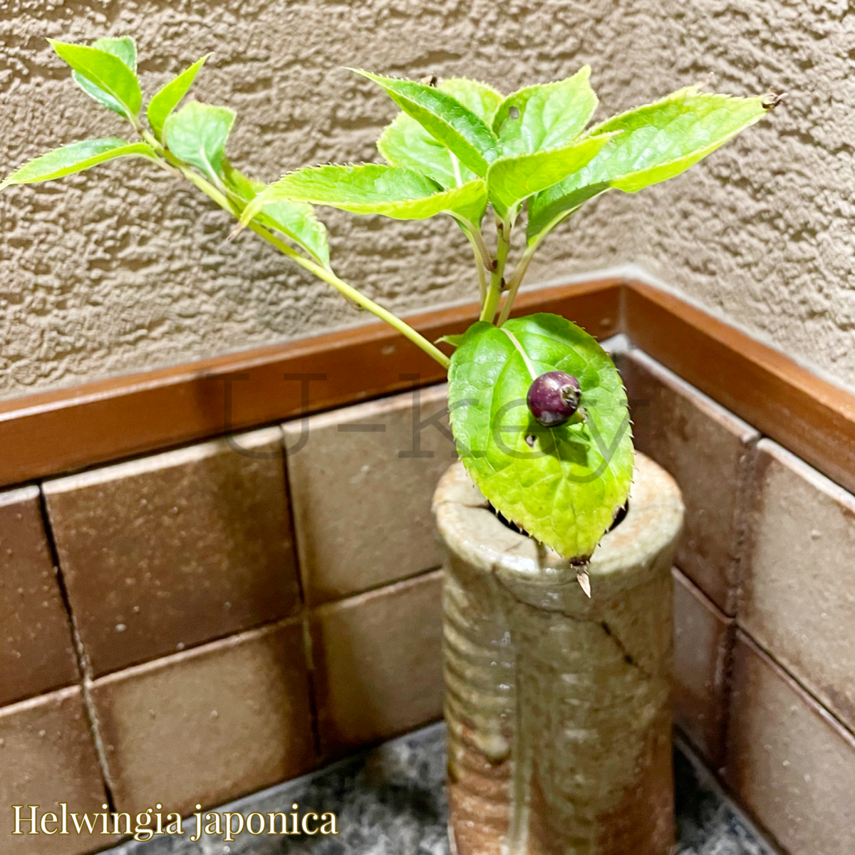 Hana-ikada,Helwingia japonica