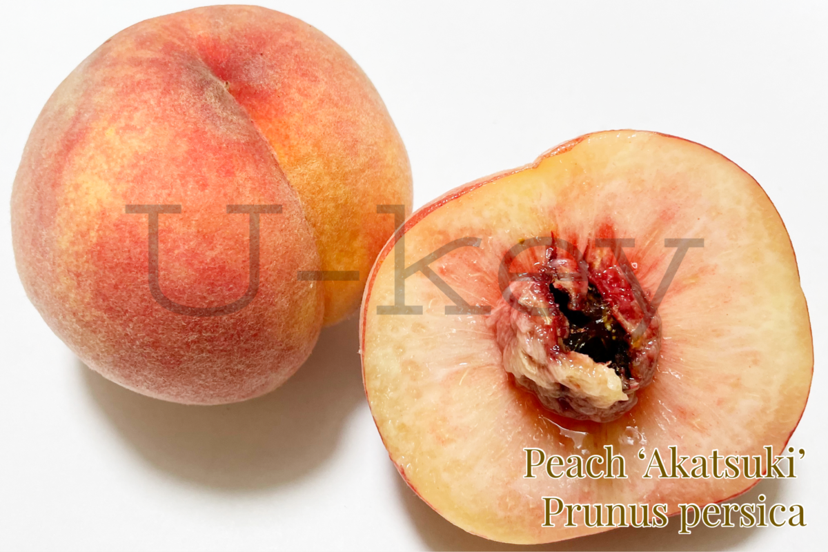 Momo ‘Akatsuki’-Japanese Peach,Prunus persica