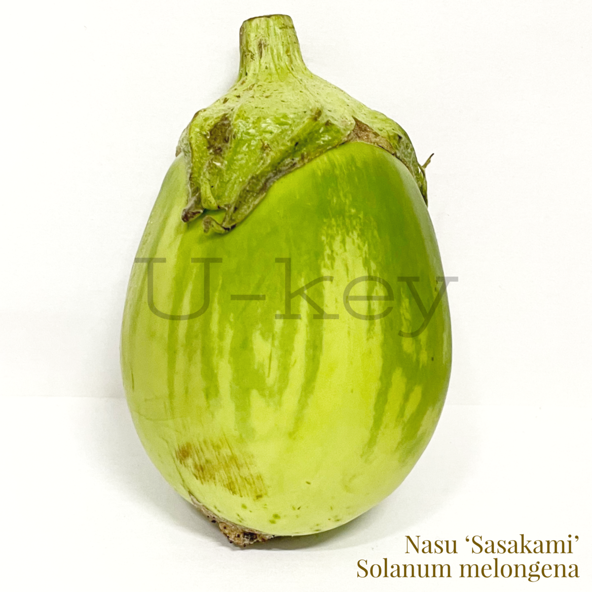 Nasu ‘Sasakami’,Solanum melongena