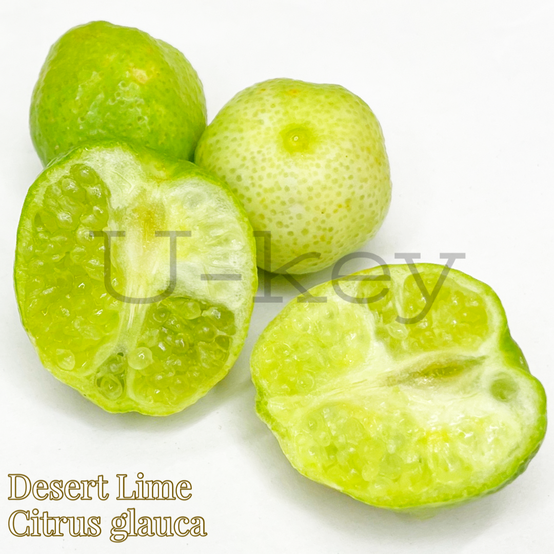 Desert Lime,Citrus glauca