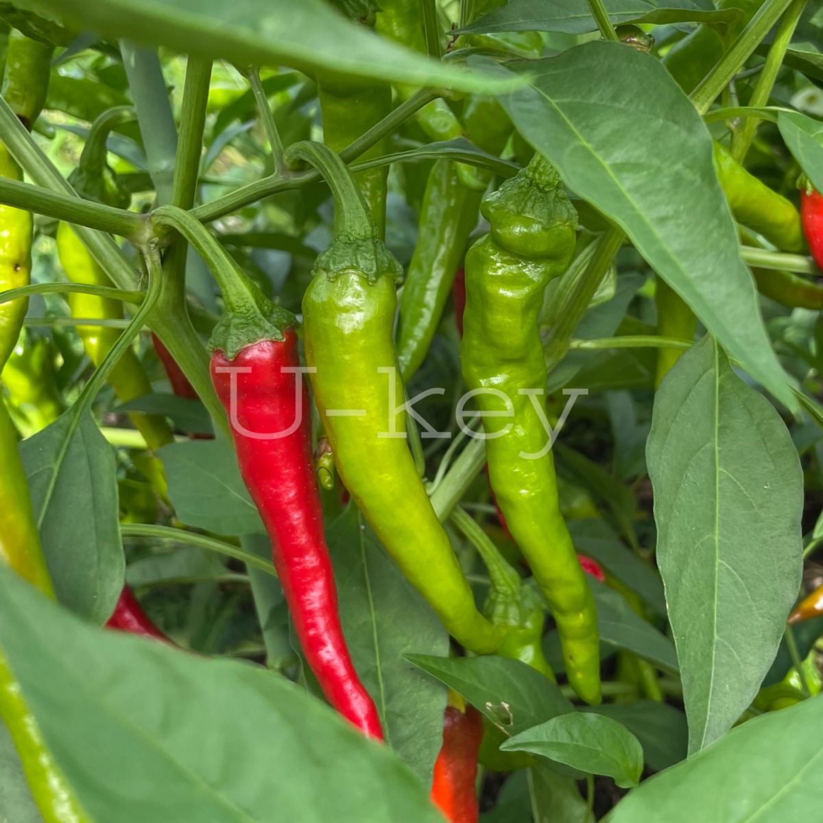 Hushimi-Sweet pepper,Capsicum annuum