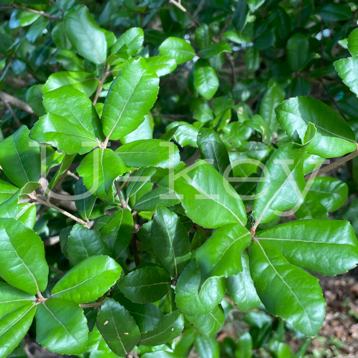 Ume-Leaf Ork,Quercus phillyraeoides