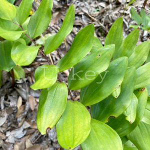 Narukoyurivariegata(copy)
