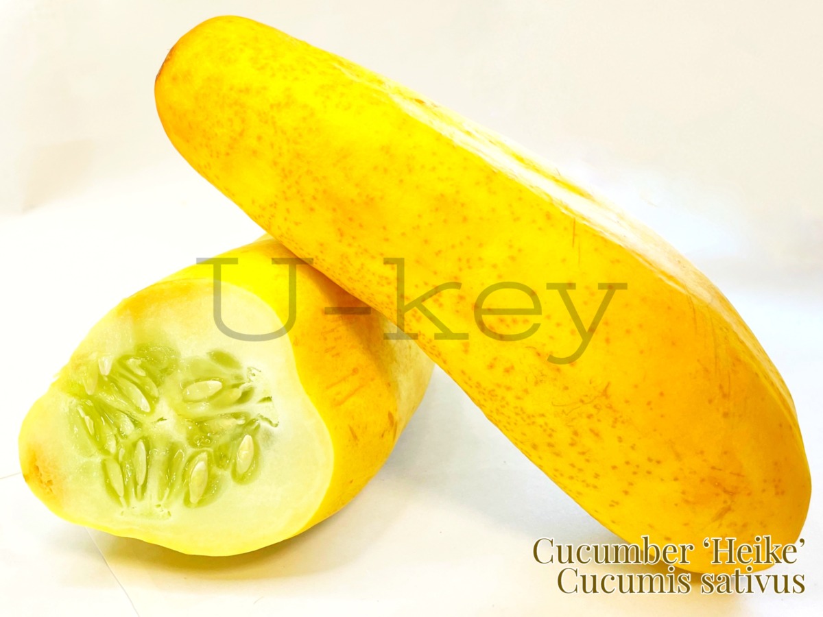 Cucumber ‘Heike’,Cucumis sativus