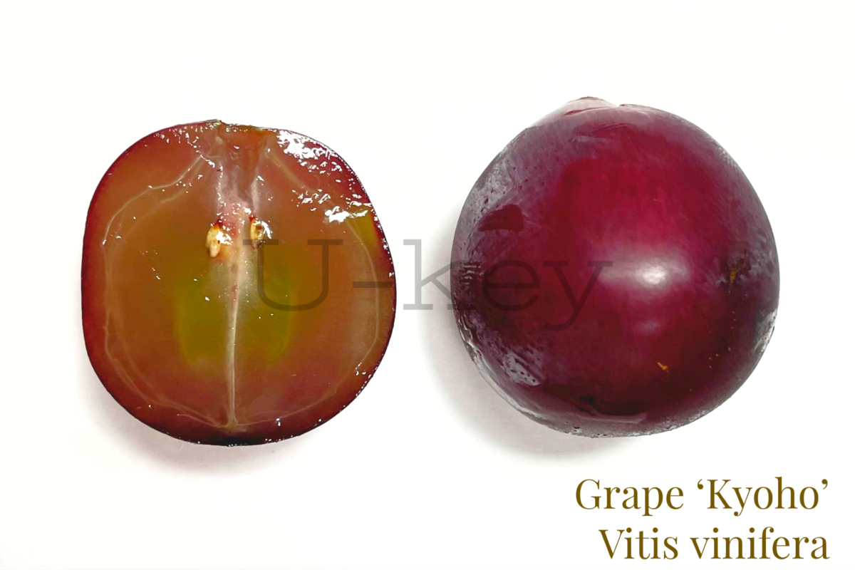 Grape ‘Kyoho’,Vitis vinifera