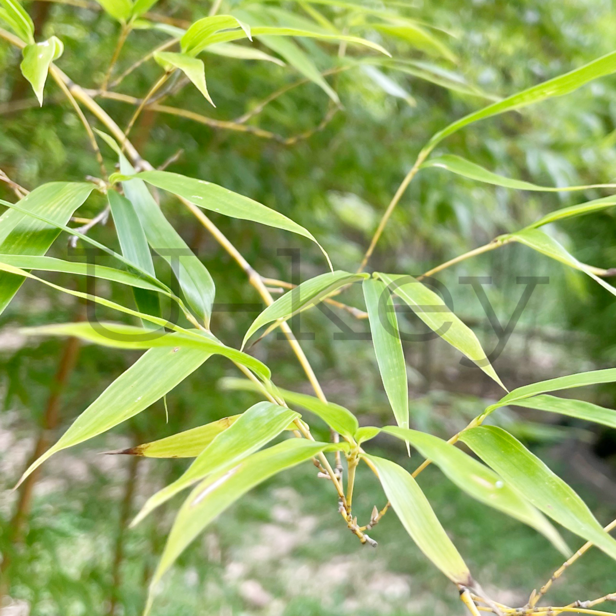 Kinmei-Moso Bamboo, Phyllostachys pubescens var. nabeshimana