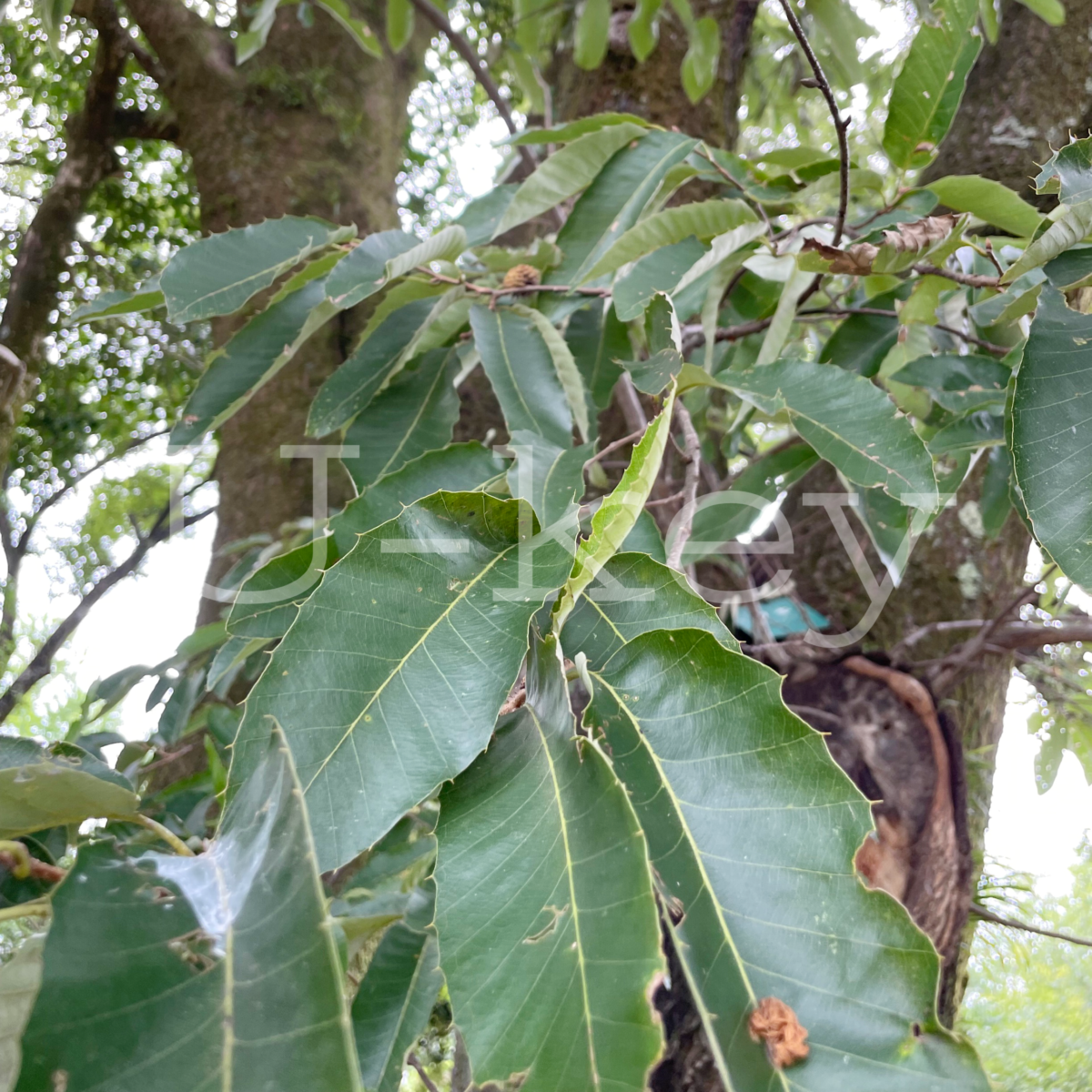 Abe-maki,Chinese Coak Oak,Quercus variabilis