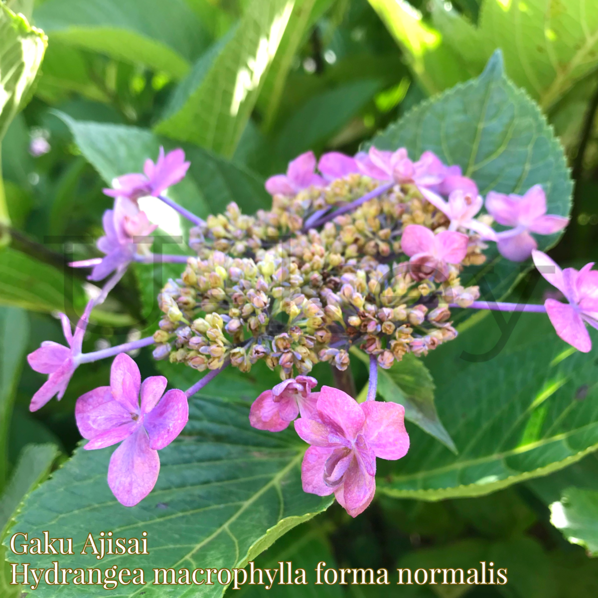 Gaku-Ajisai,Hydrangea macrophylla forma normalis