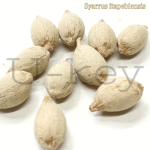 Syagrusitapebiensis