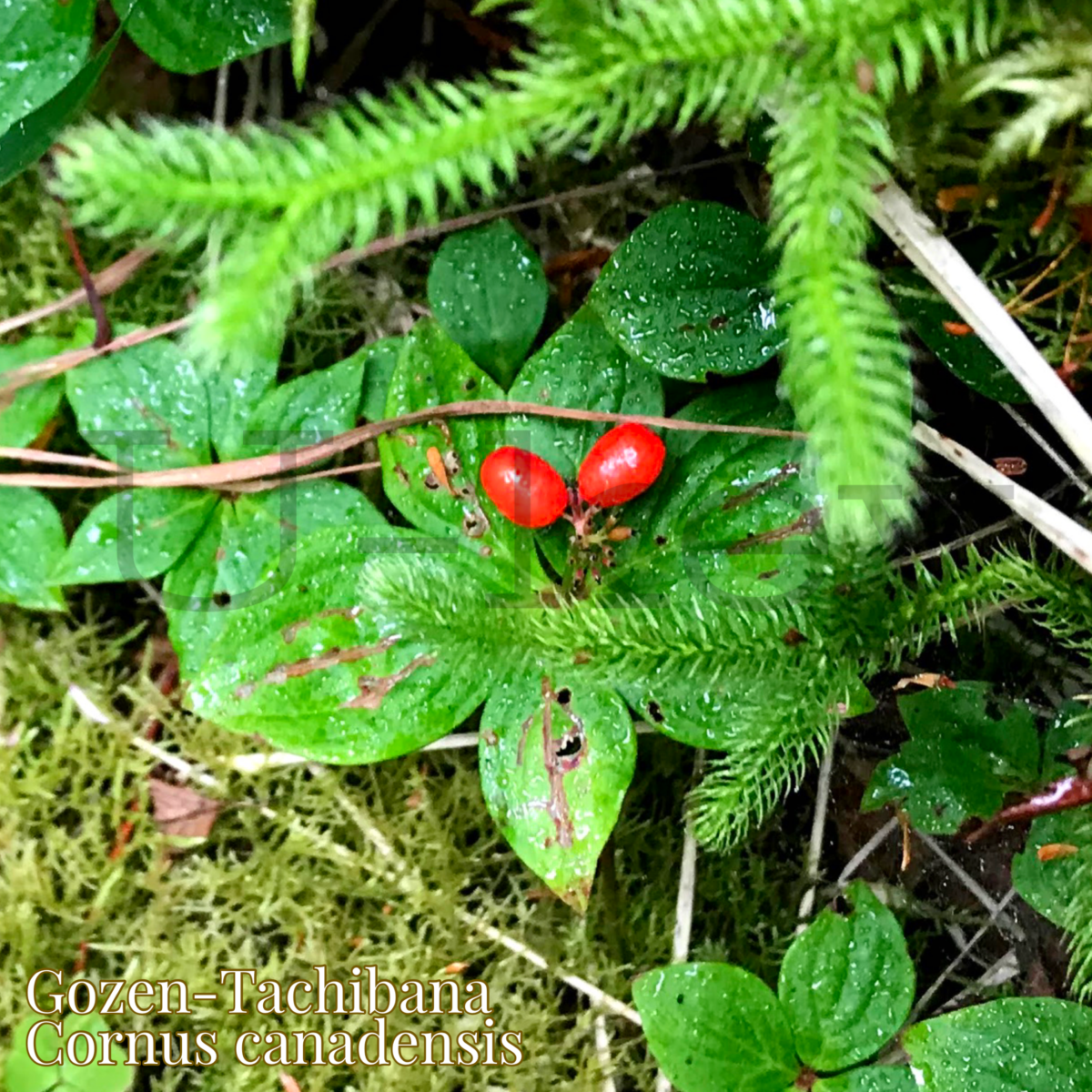 Gozen-Tachinaba,Cornus canadensis