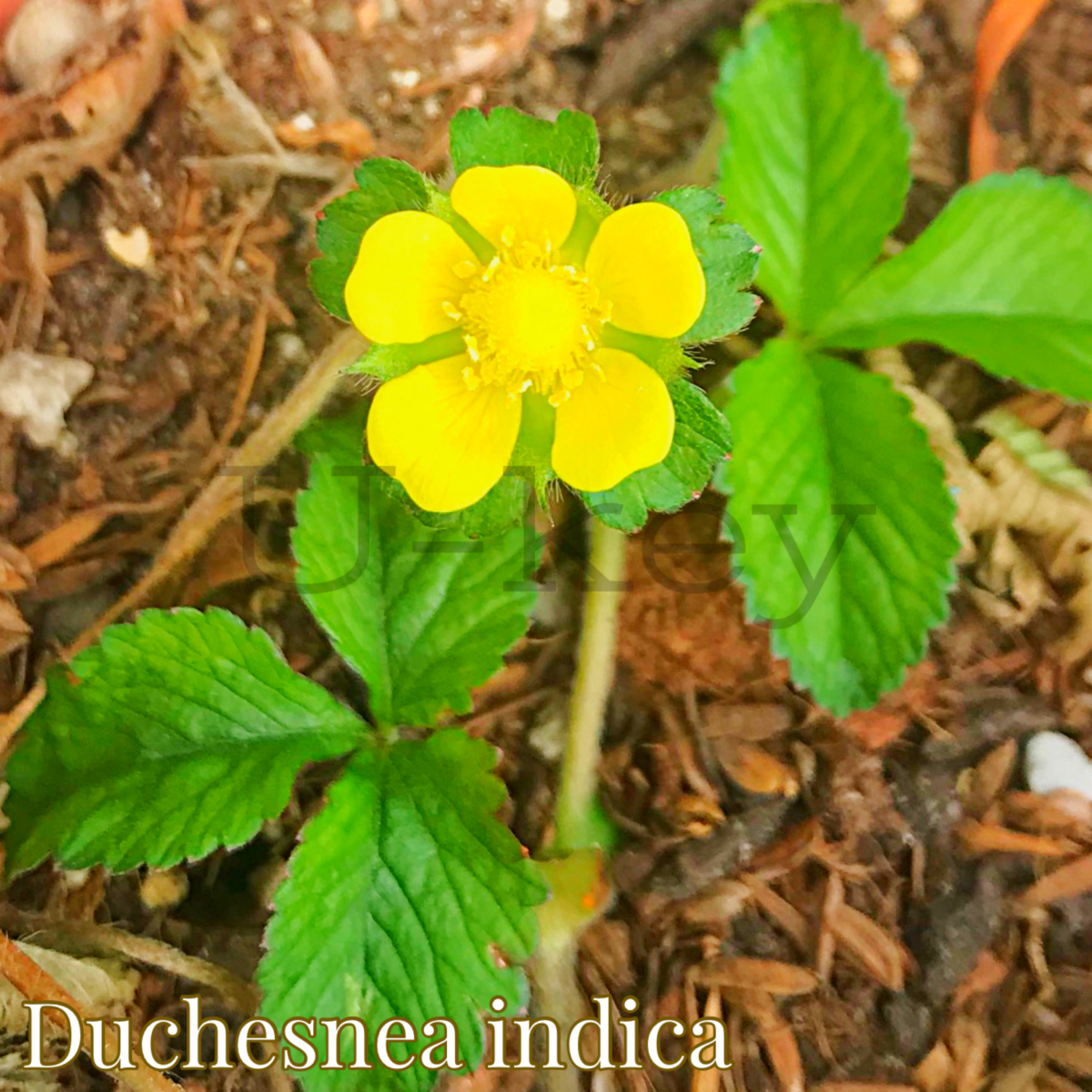 Yabuhebi-ichigo,Duchesnea indica