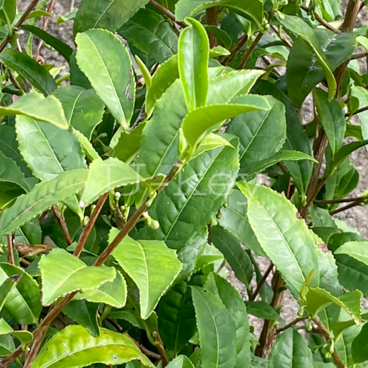 Tea Tree ‘Uji’(for Matcha),Camellia sinensis