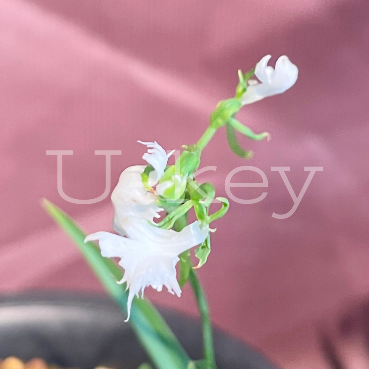 Sagi-Orchid ‘Oboro-Duki’, Pecteilis radiata