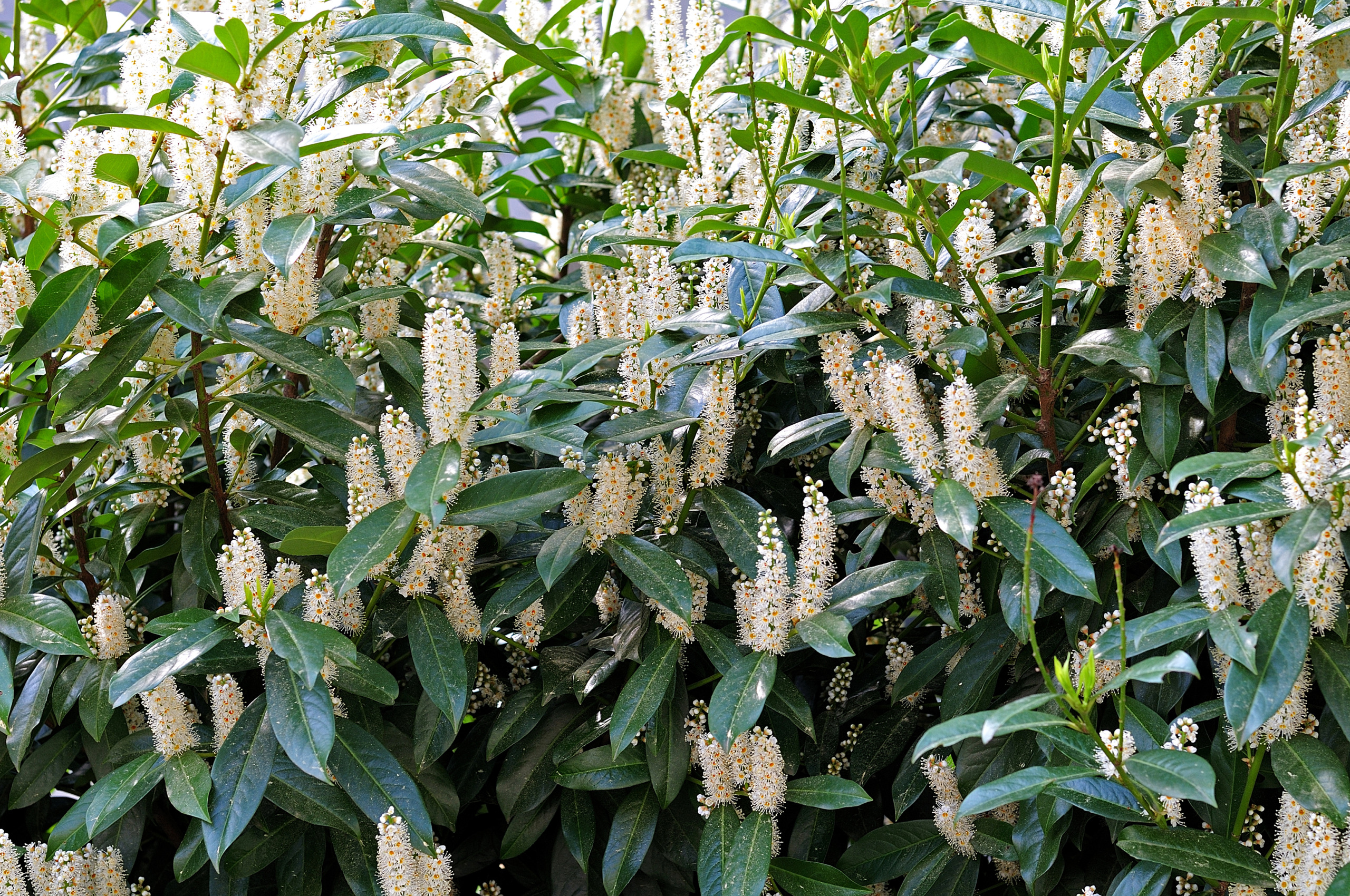 Laurier Cherry,Prunus laurocerasus