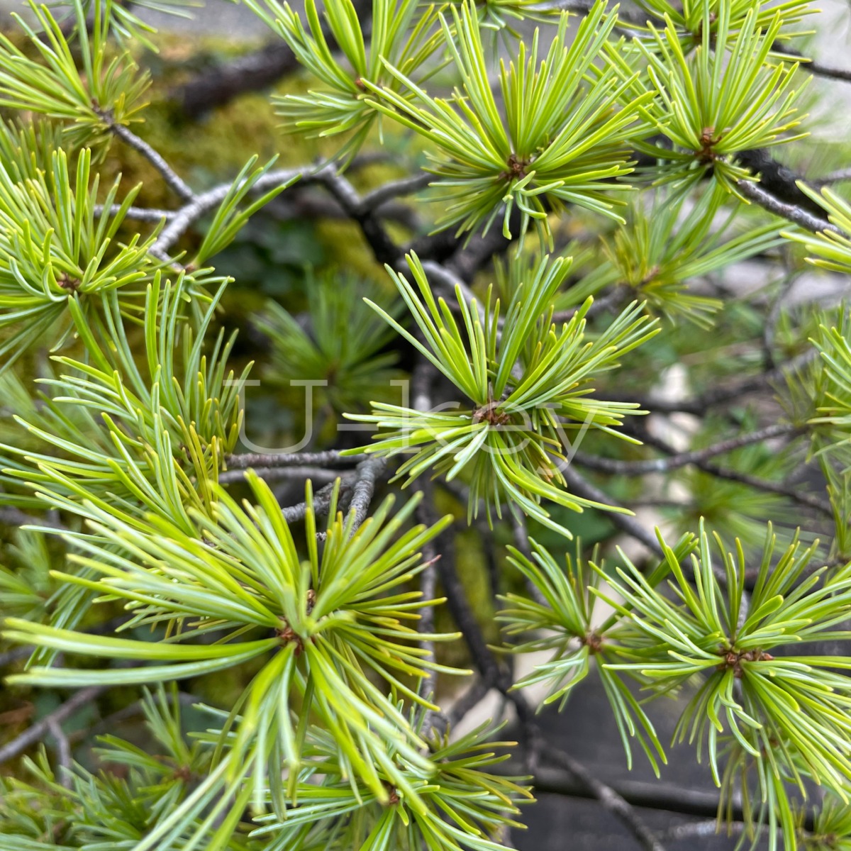 Goyo-Matsu,Pinus parviflora