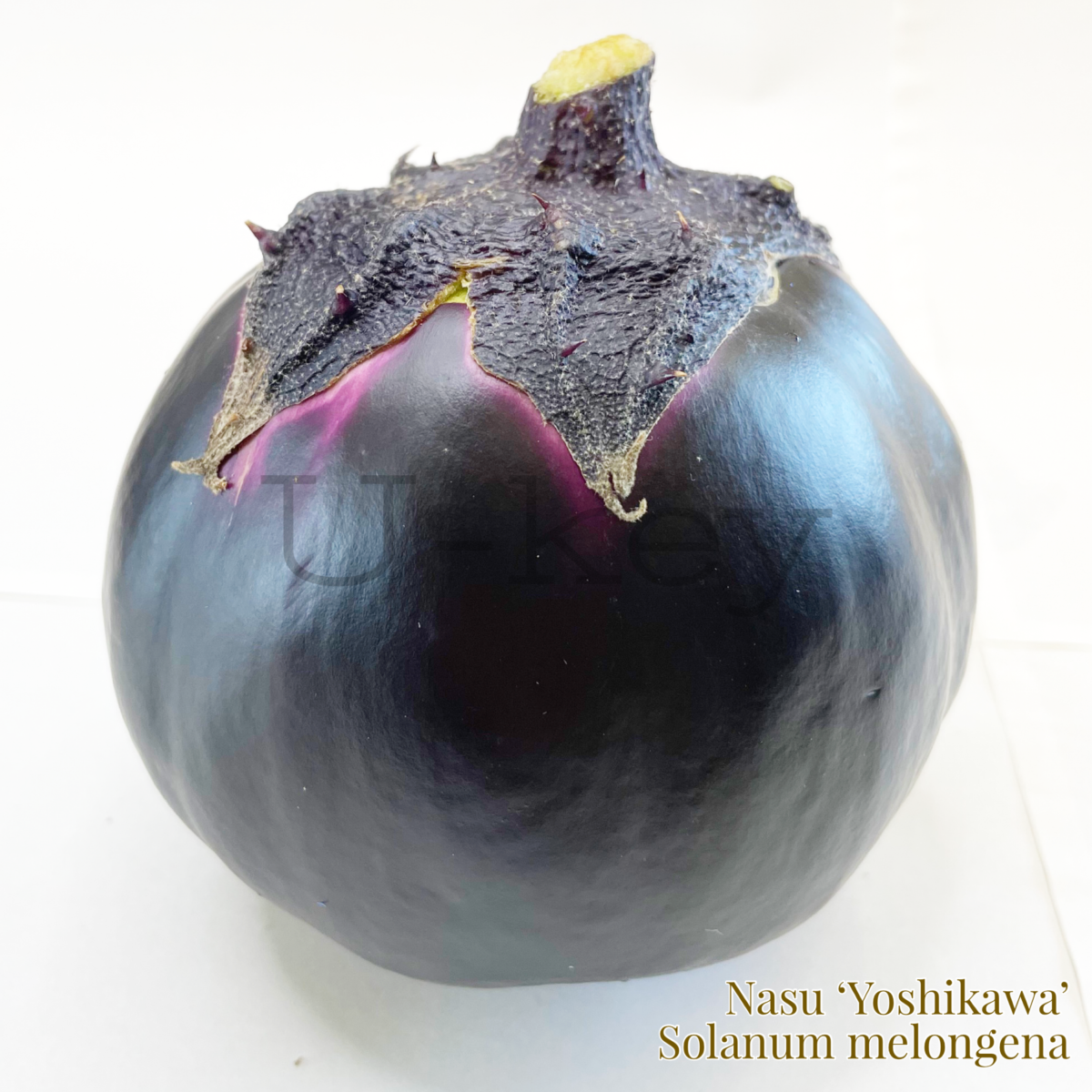 Nasu ‘Yoshikawa’,Solanum melongena