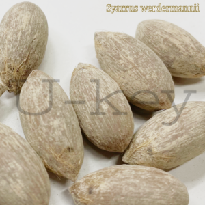 Syagruswerdermannii