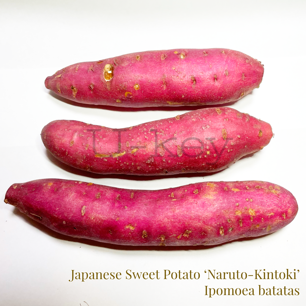 ‘Naruto Kintoki’-Japanese Sweet Potato,Ipomoea batatas