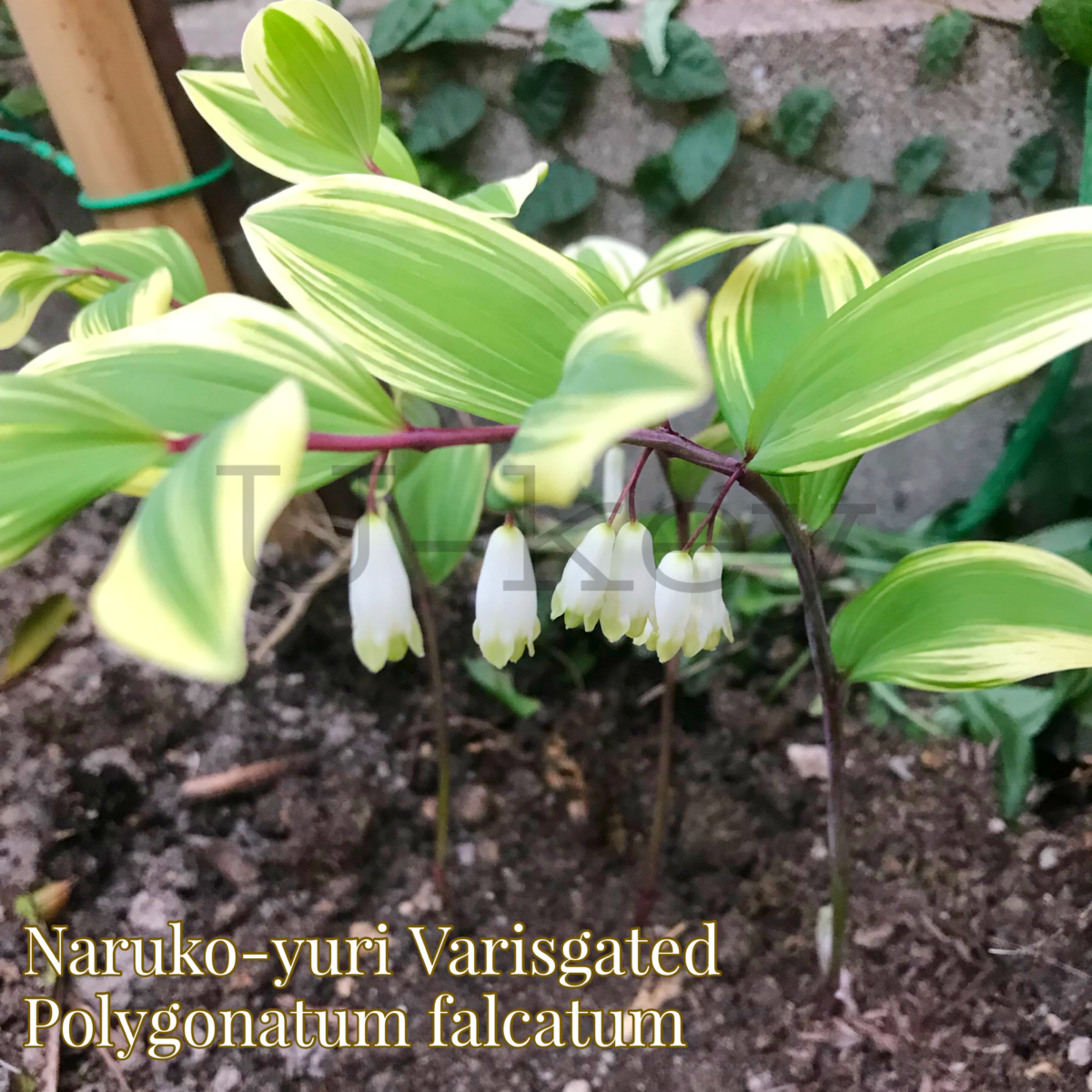 Naruko-Yuri variegata,Polygonatum kiotense