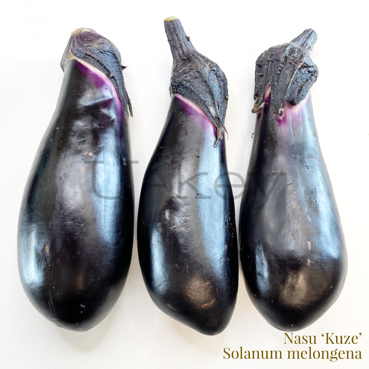 Nasu ‘Kuze’,Solanum melongena