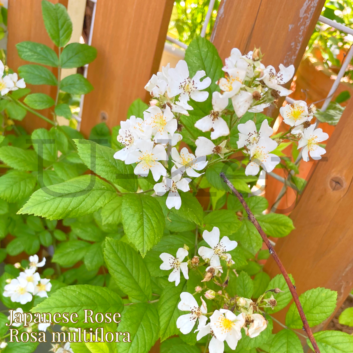 Japanese Rose(Noibara),Rosa multiflora