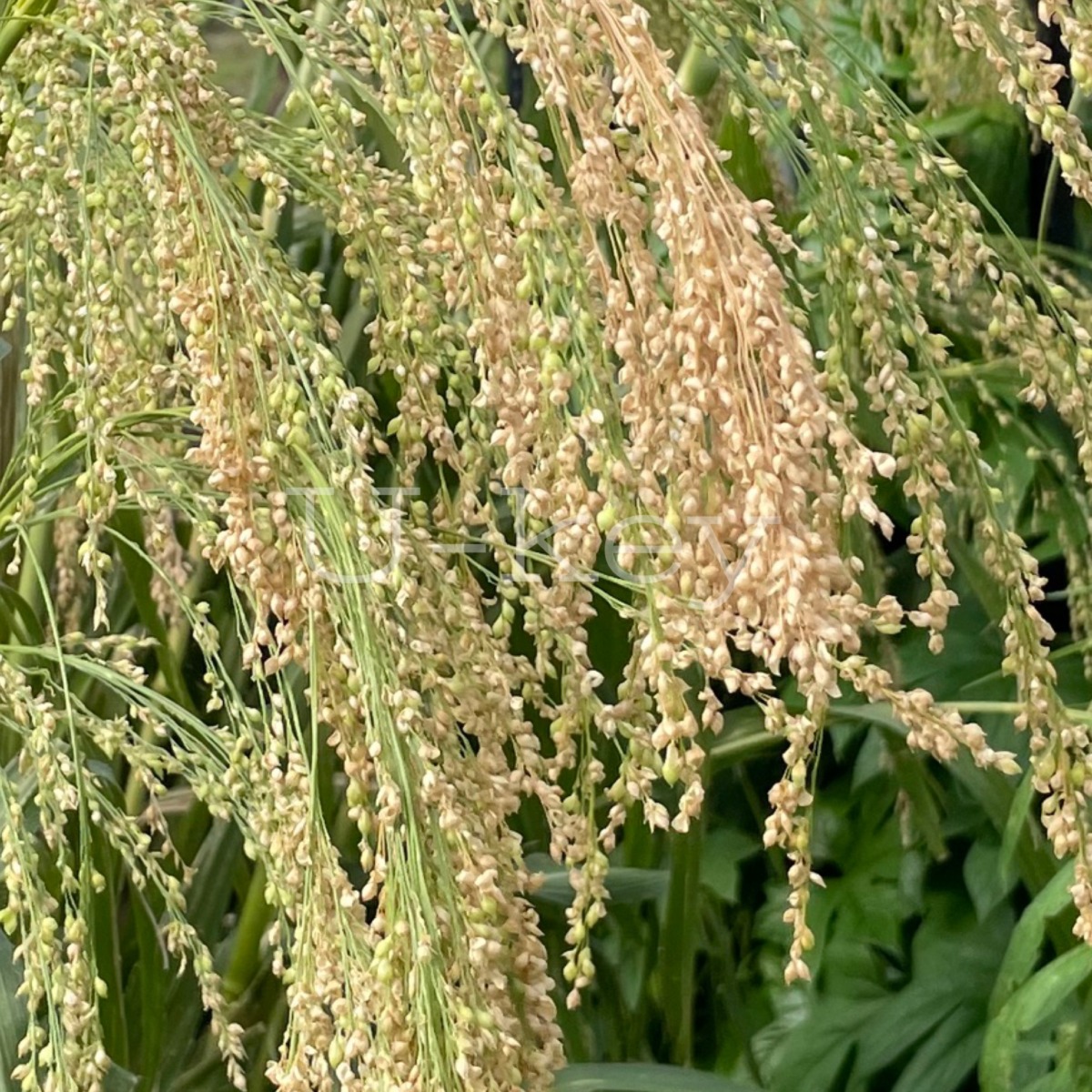 Kibi,Japanese Proso millet,Panicum miliaceum