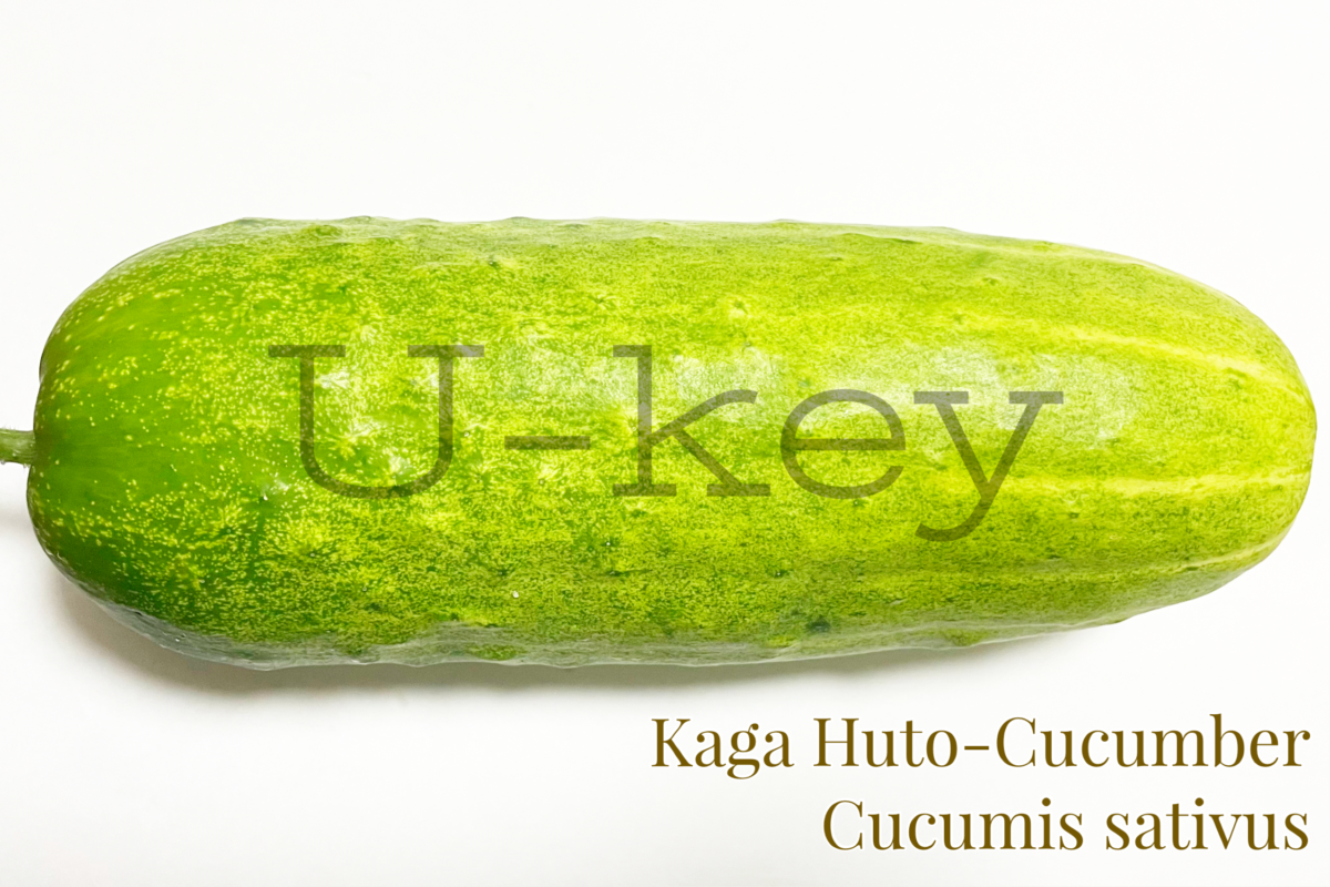 Kaga Huto-Cucumber,Cucumis sativus