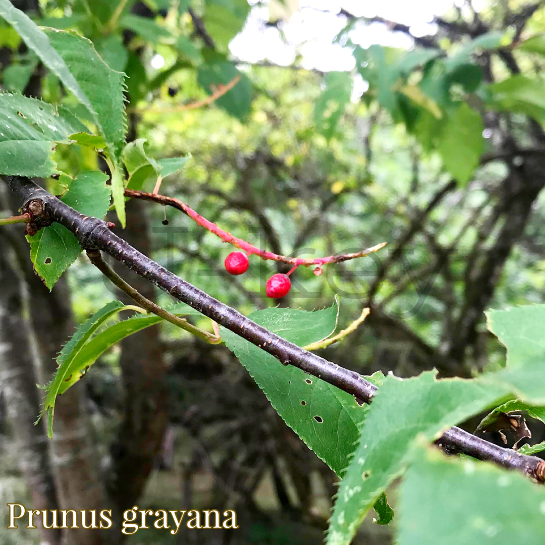 Uwamizu-Zakura,Prunus grayana