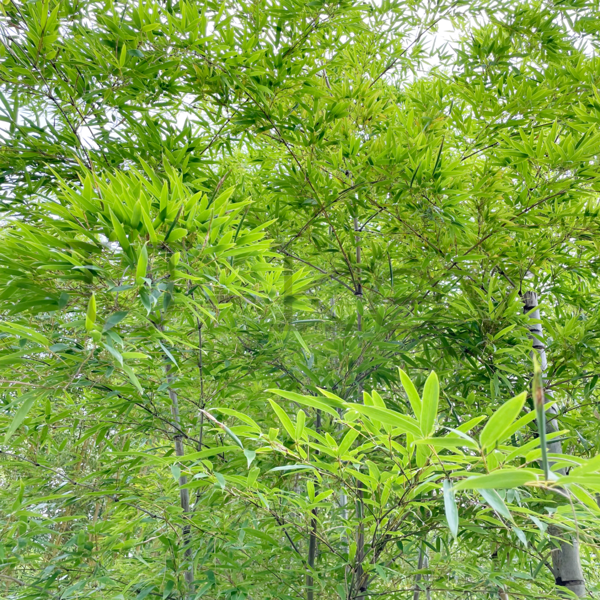 Butsumen-Bamboo,Phyllostachys heterocycla f. subcombexa
